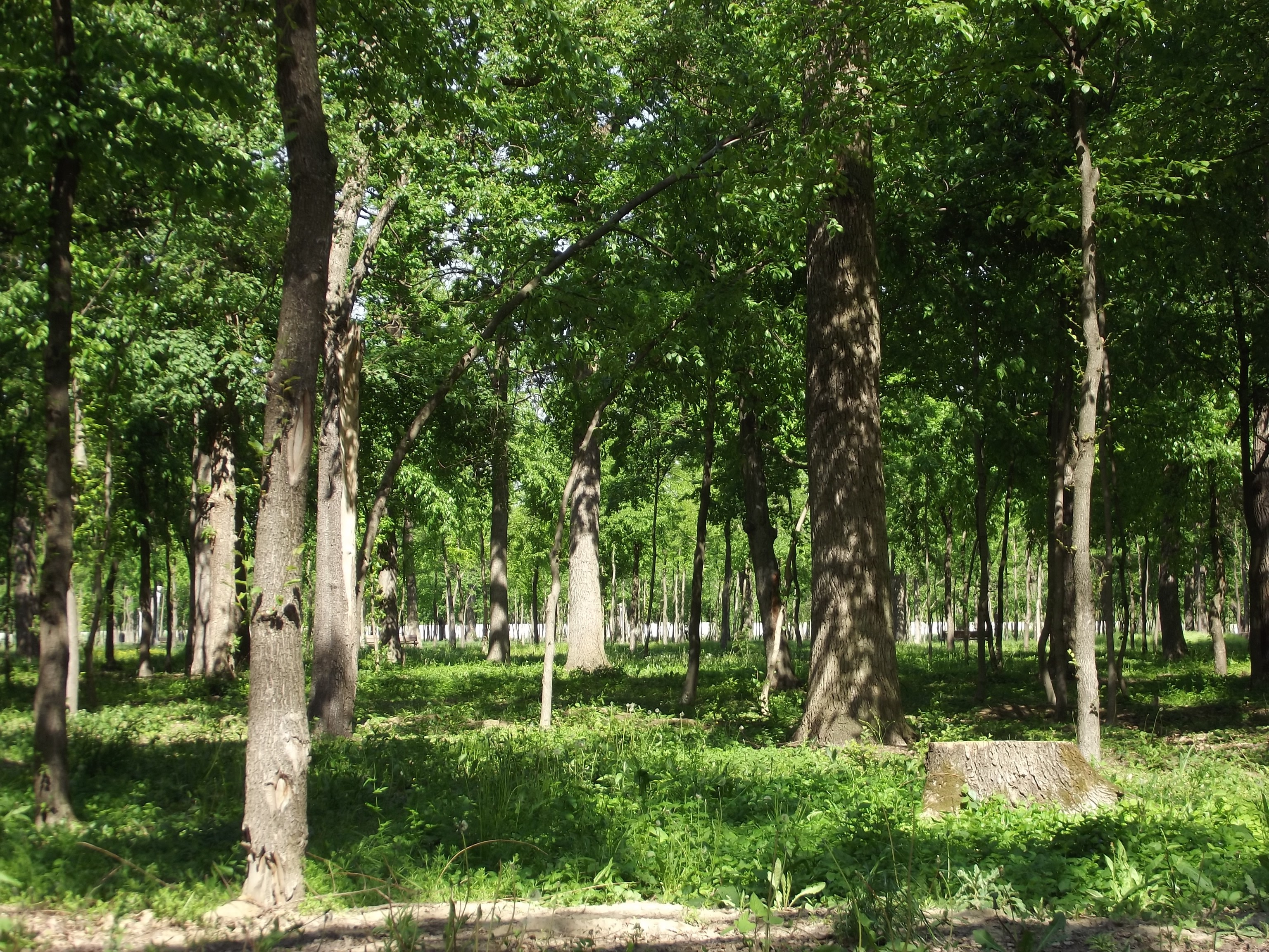 green, Trees, Crow, Water drops, Grass Wallpaper