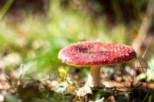 mushroom, Macro, Depth of field, Grass, Forest, Food