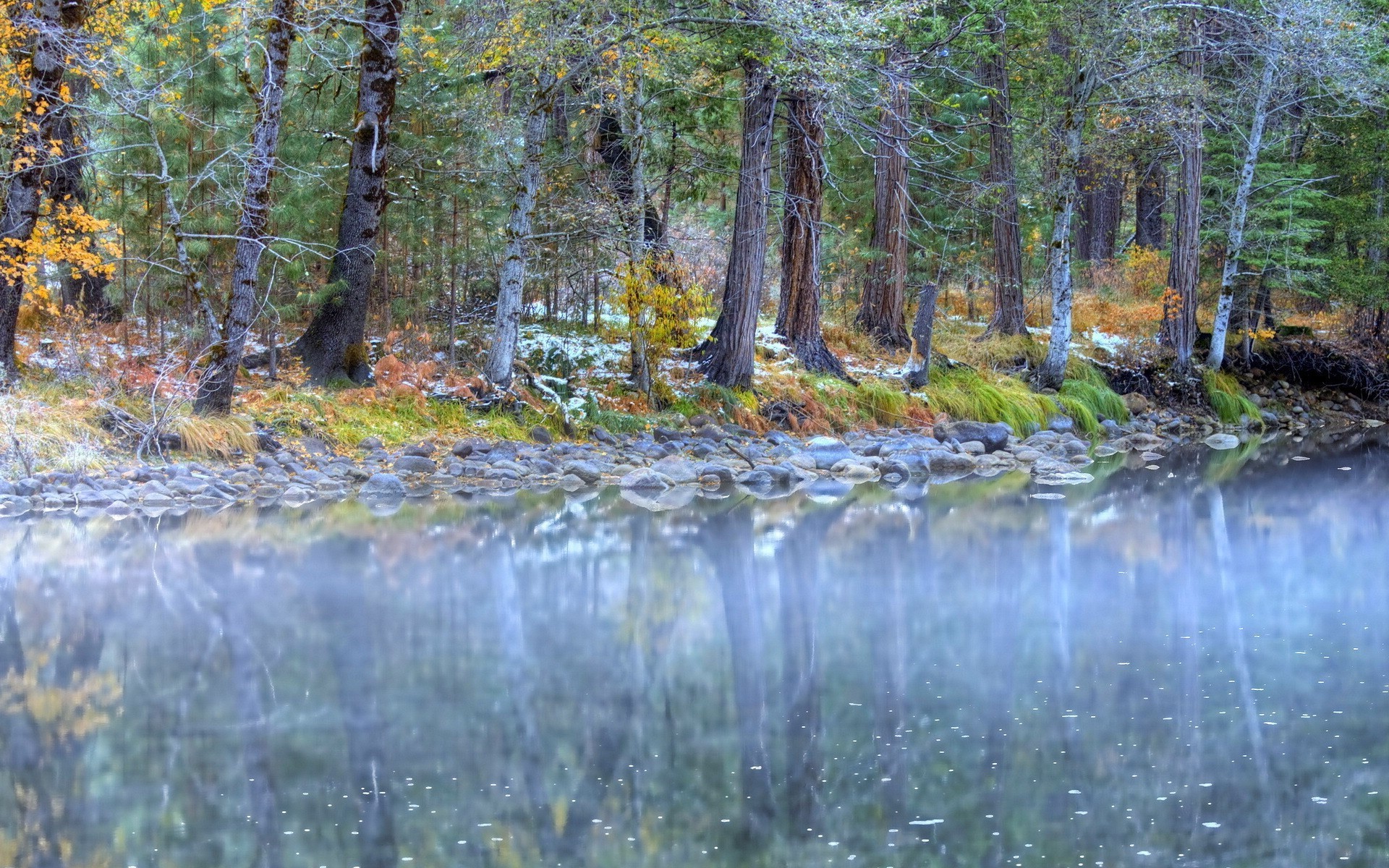 forest Wallpaper