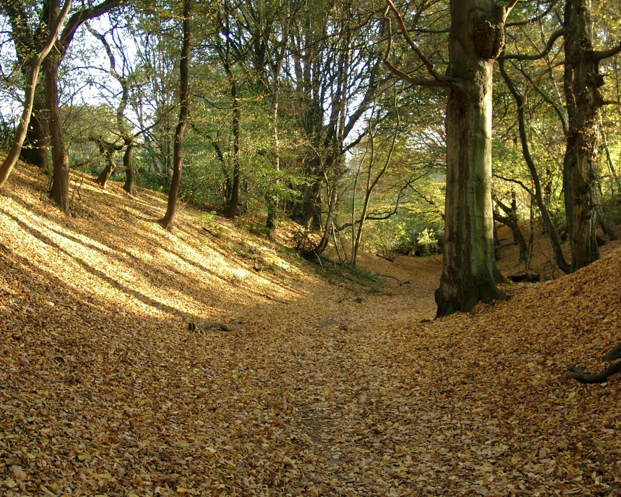 nature, Trees, Forest Wallpaper