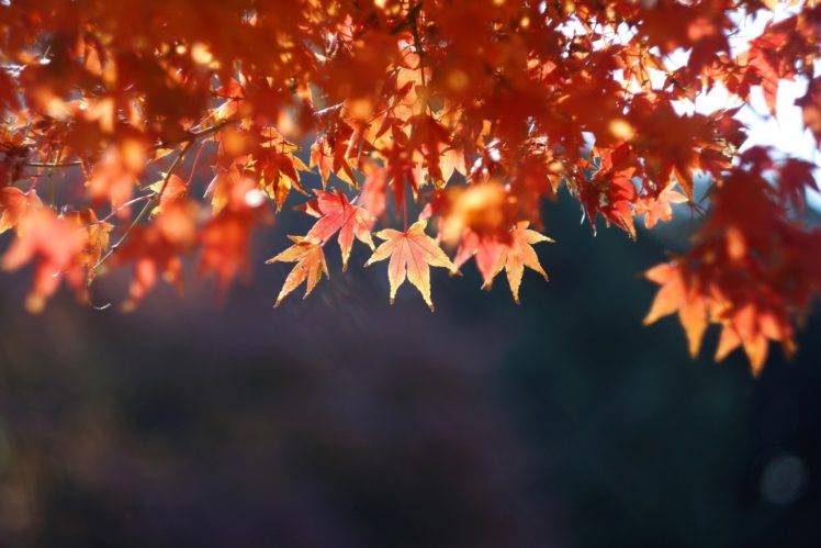 plants, Fall, Leaves HD Wallpaper Desktop Background