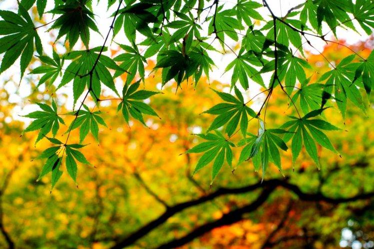 leaves, Plants HD Wallpaper Desktop Background