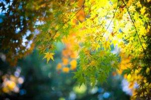 maple leaves, Fall, Bokeh, Leaves, Nature