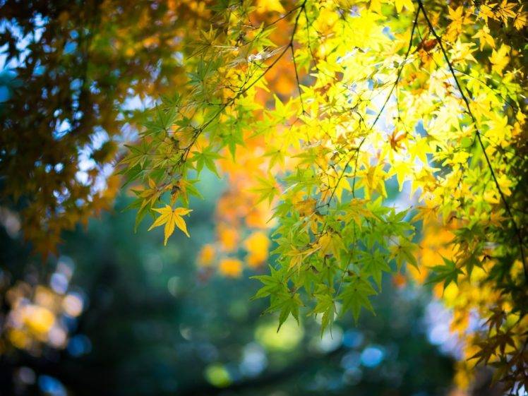 maple leaves, Fall, Bokeh, Leaves, Nature HD Wallpaper Desktop Background