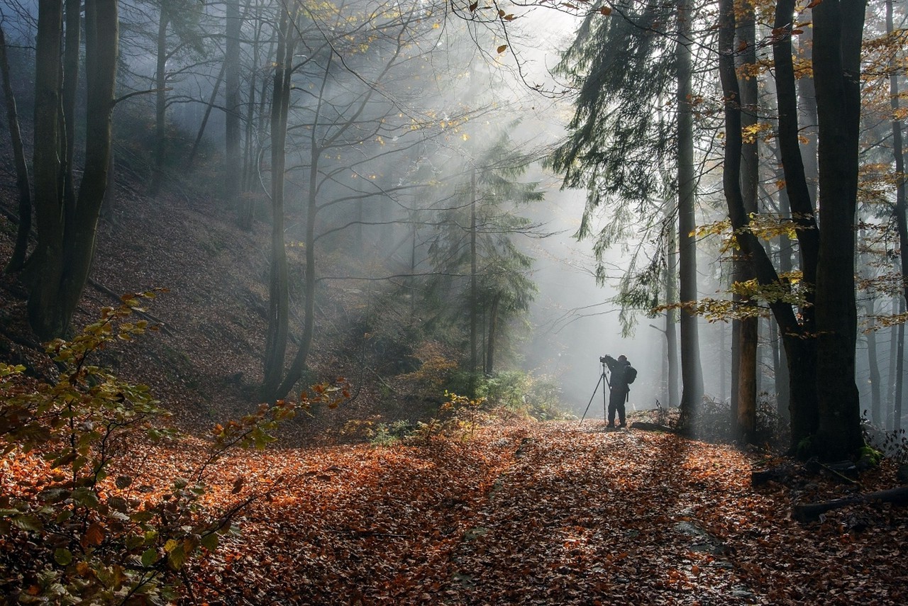 sunlight, Path, Mist, Forest, Photographers, Sunbeams, Trees, Fall, Leaves, Mountain, Shrubs Wallpaper