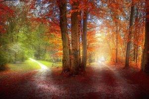 grass, Path, Red, Green, Orange, Nature, Landscape, Trees, Fall, Leaves