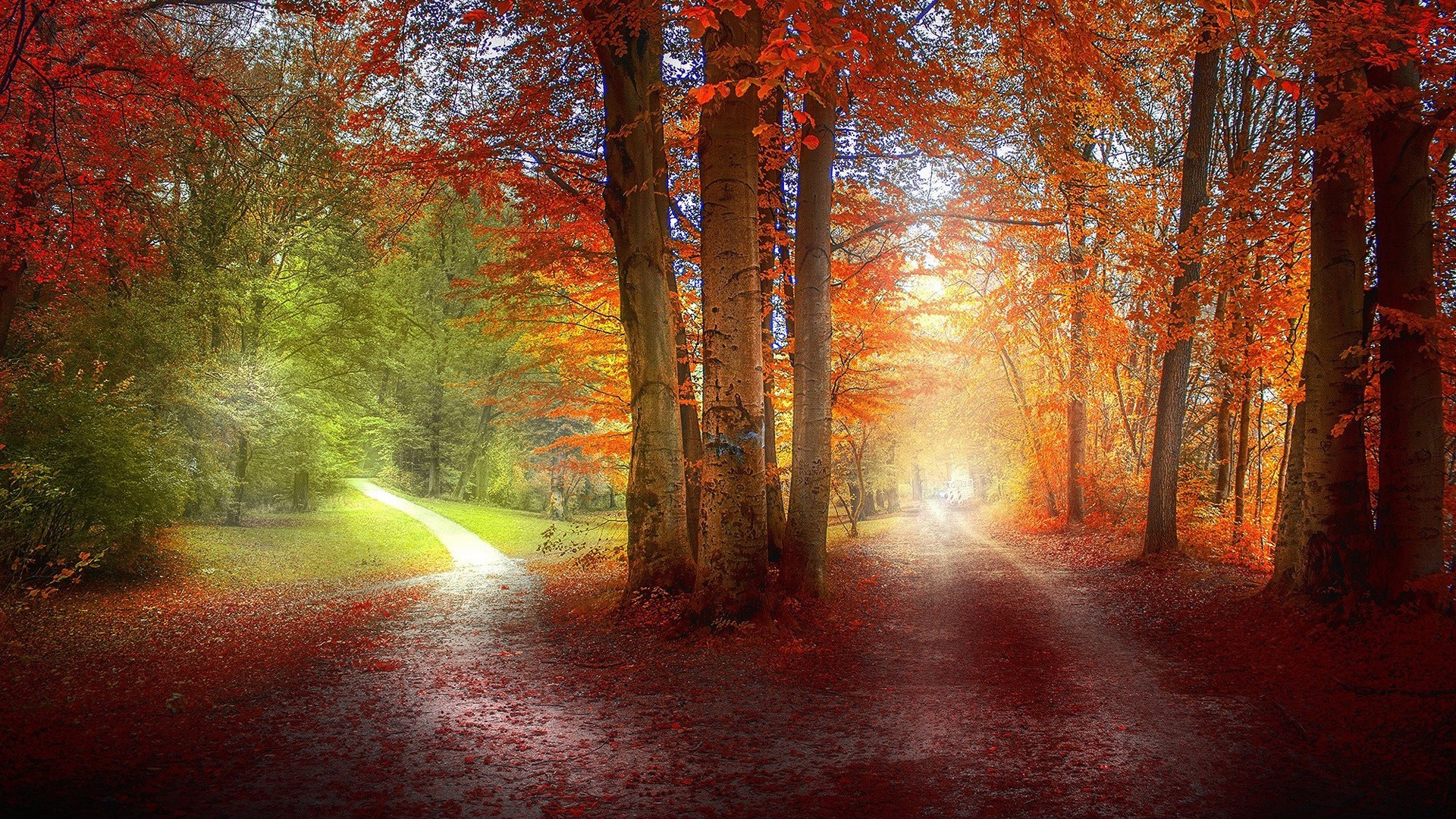 grass, Path, Red, Green, Orange, Nature, Landscape, Trees, Fall, Leaves Wallpaper