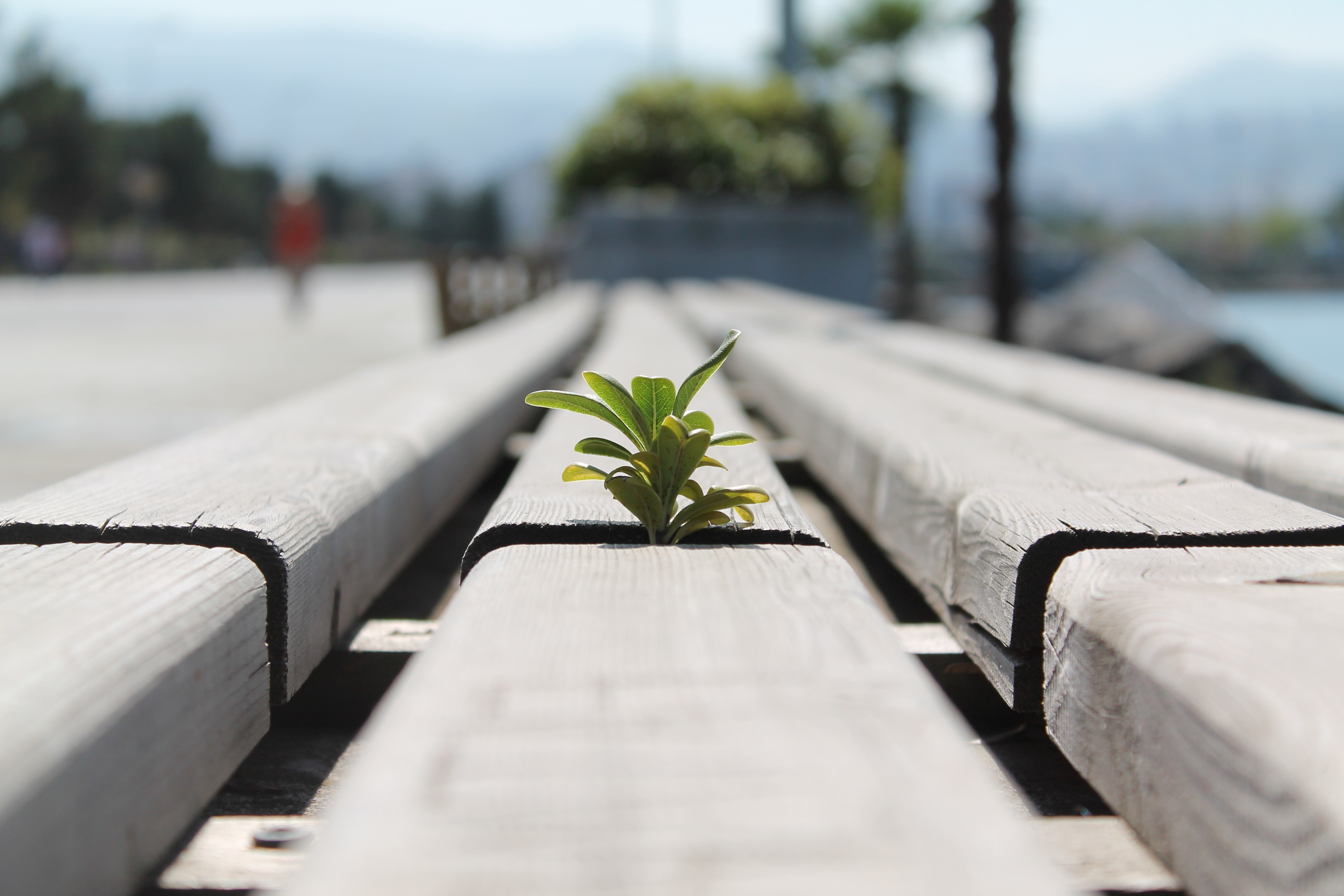 macro, Bench, Plants, Blurred Wallpaper