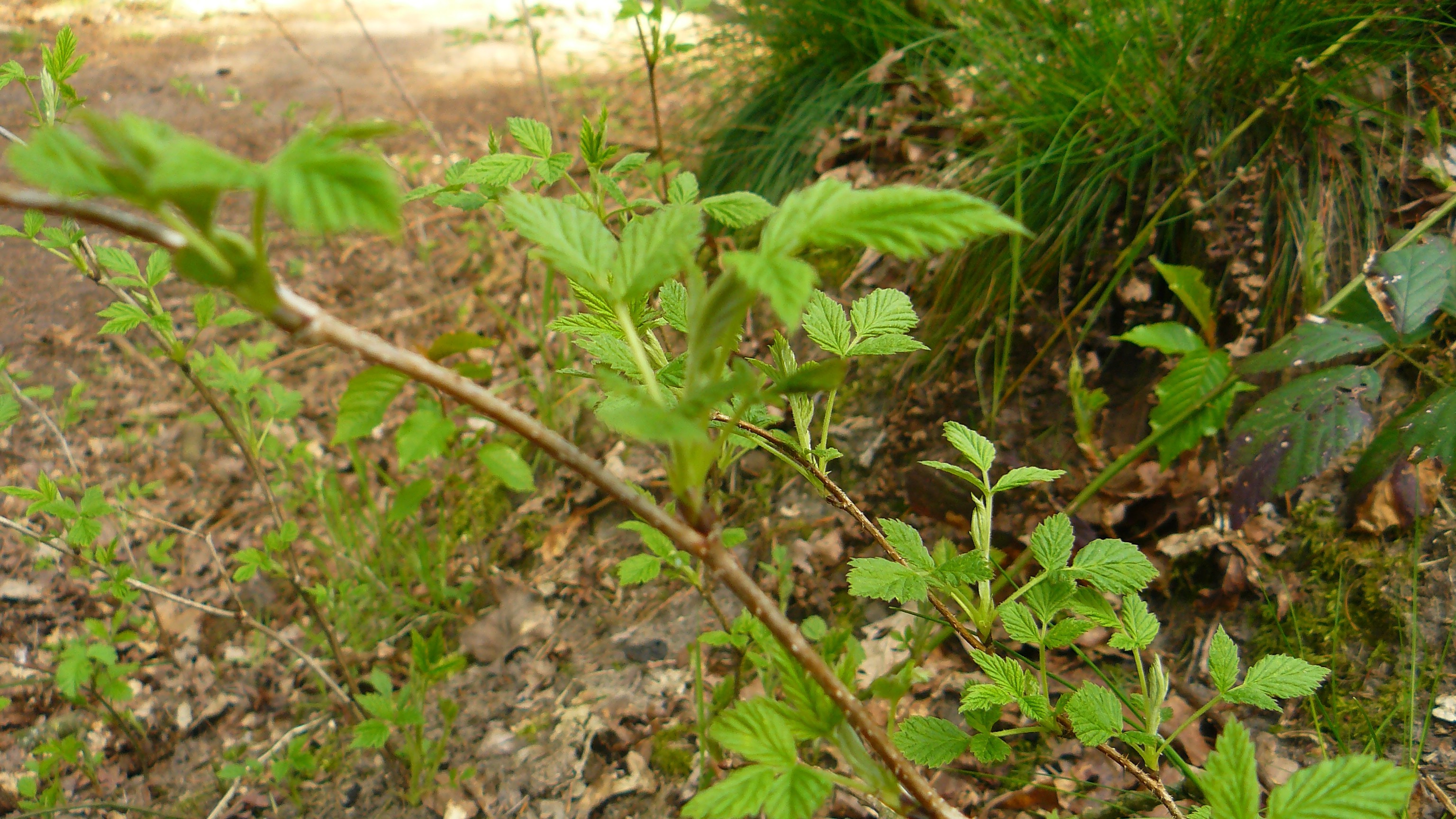 plants, Leaves Wallpaper