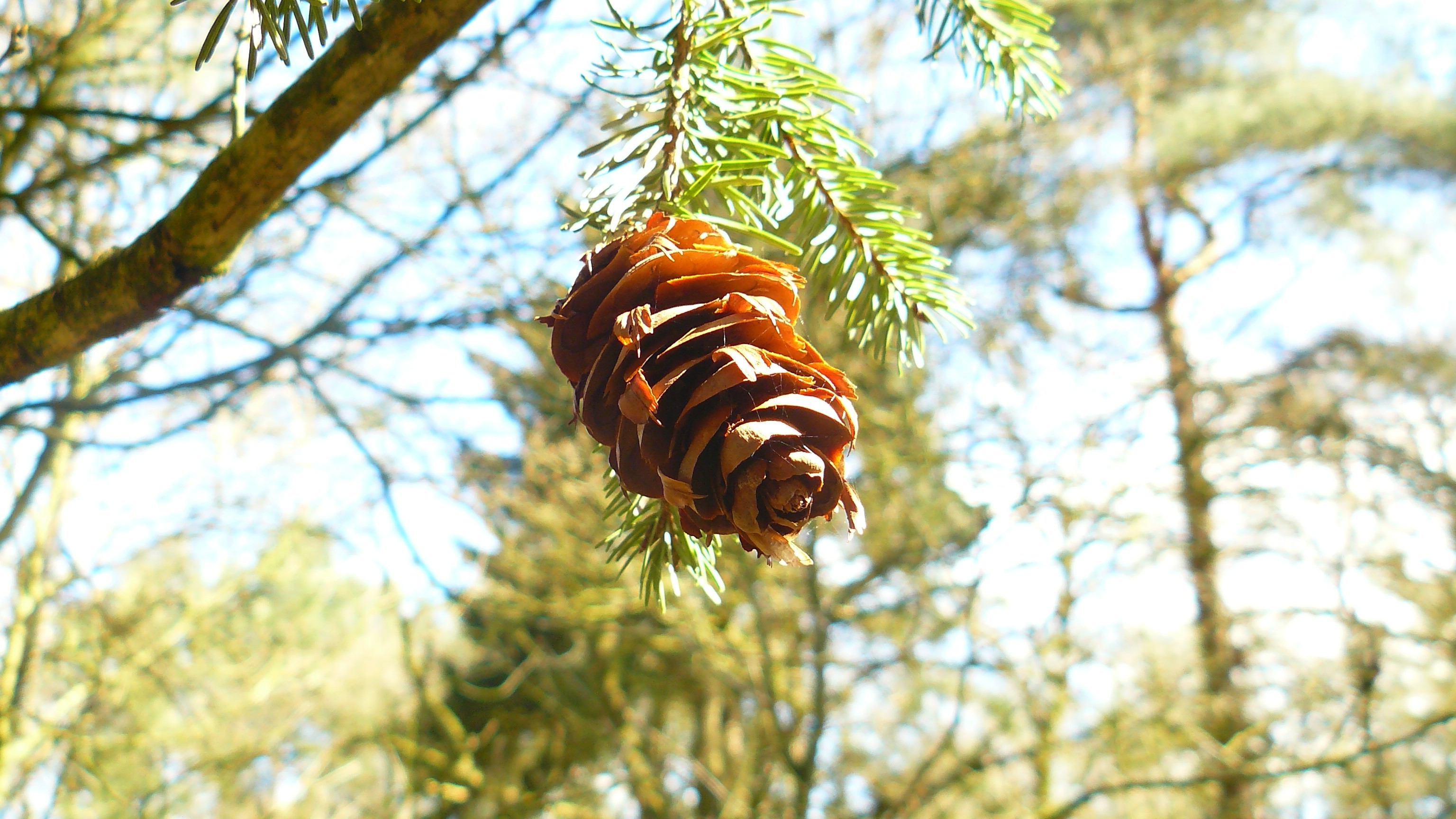 forest, Pine cones, Leaves Wallpaper
