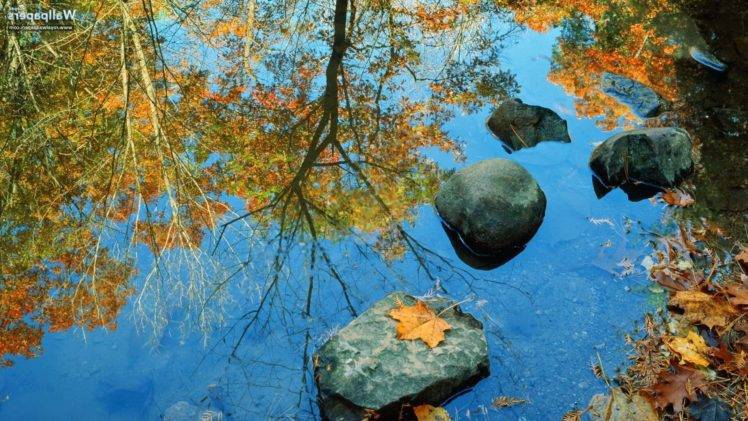nature, Leaves, Trees HD Wallpaper Desktop Background