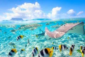 fish, Sea, Split view, Stingray, Bora Bora