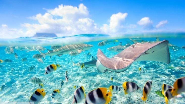 fish, Sea, Split view, Stingray, Bora Bora HD Wallpaper Desktop Background