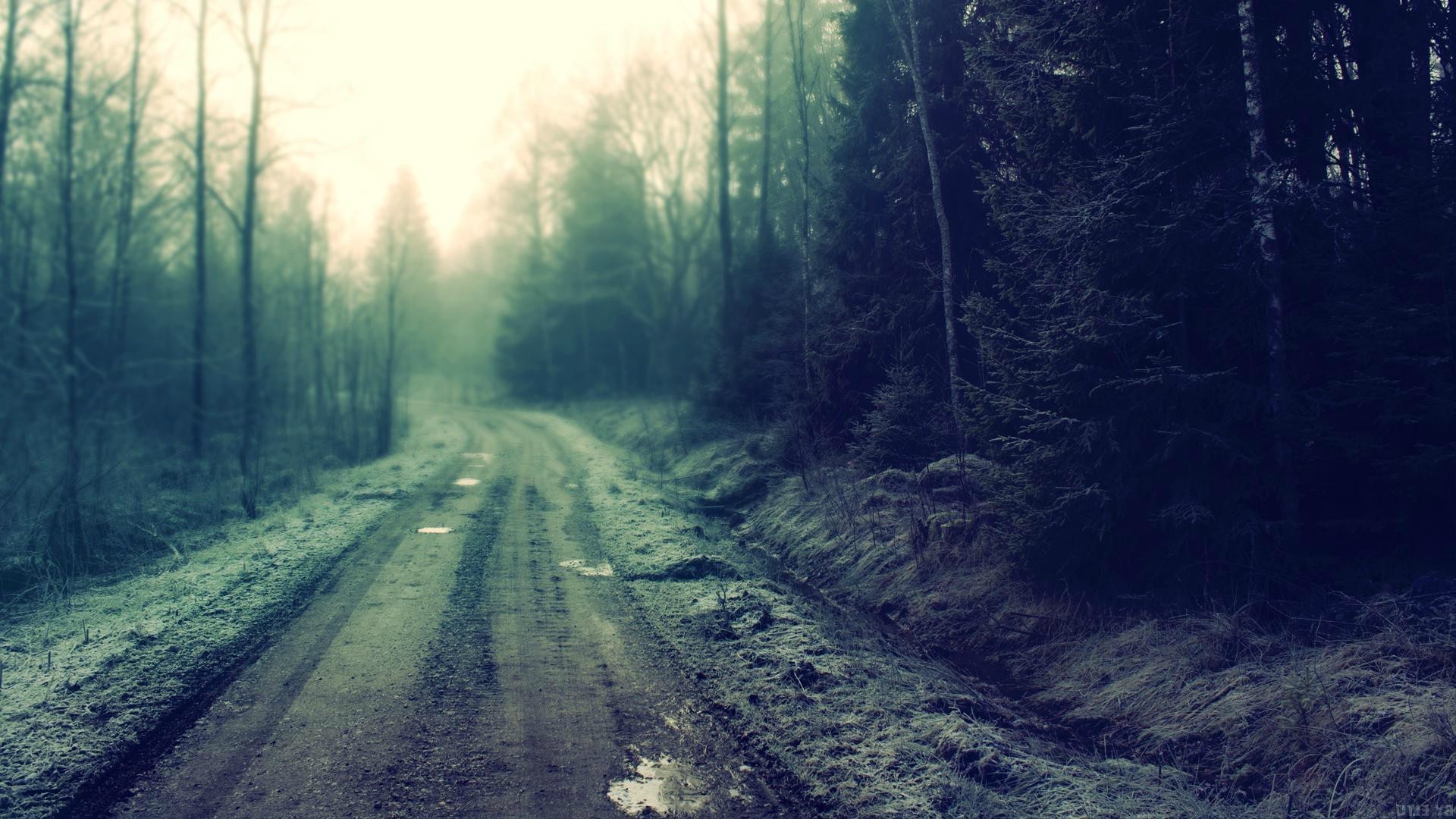 forest clearing, Forest, Road Wallpaper