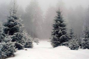 snow, Forest