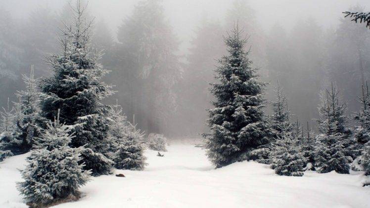 snow, Forest HD Wallpaper Desktop Background