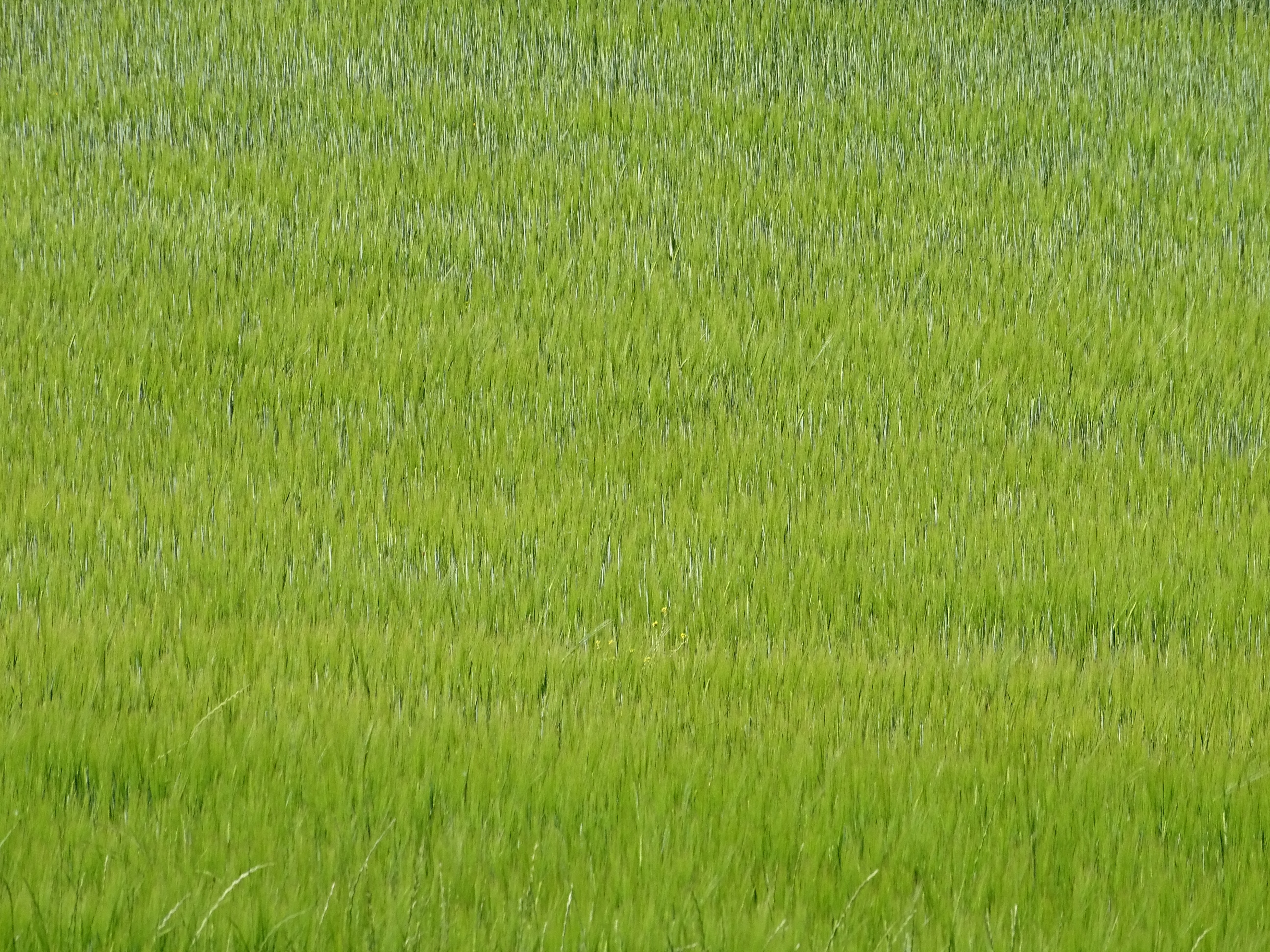 grass Wallpaper