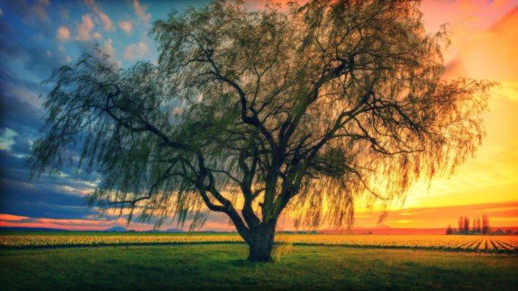 trees, Sunset, Morning HD Wallpaper Desktop Background