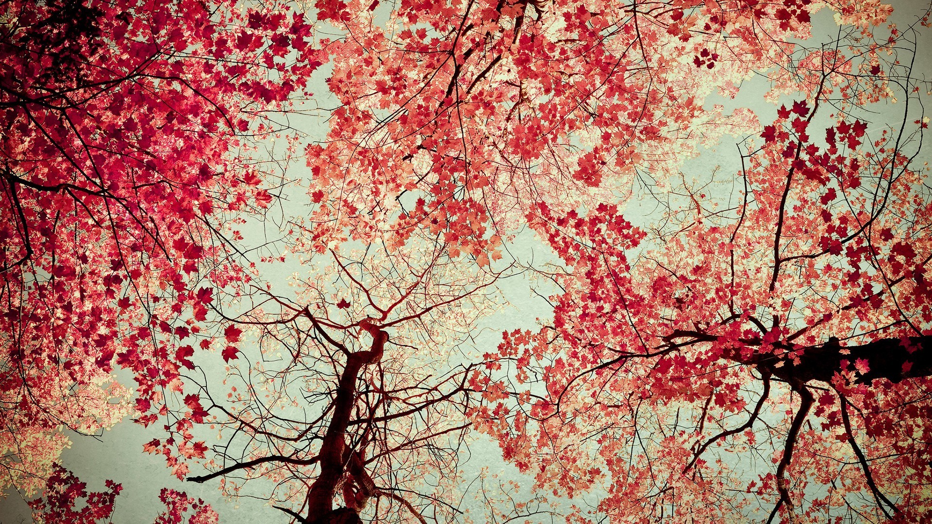 trees, Plants, Fall, Nature Wallpaper