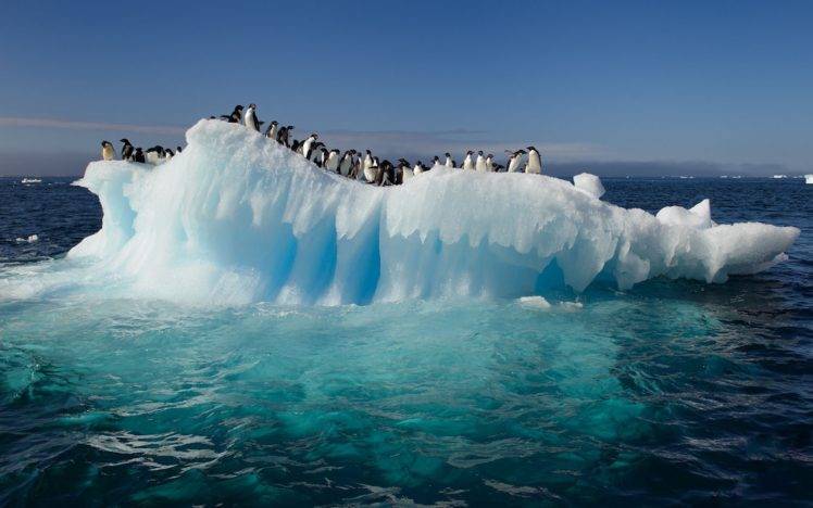 penguins, Iceberg, Ice, Sea HD Wallpaper Desktop Background