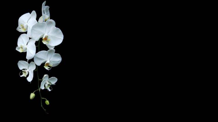 minimalism, Orchids, Flowers, Black background, White flowers HD Wallpaper Desktop Background