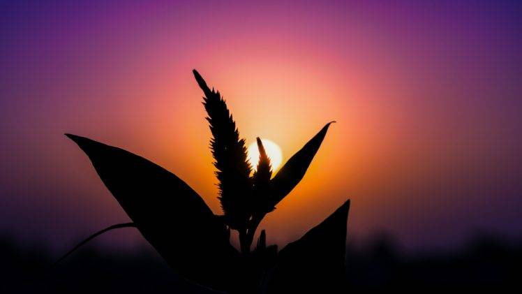 sunset, Silhouette, Plants HD Wallpaper Desktop Background