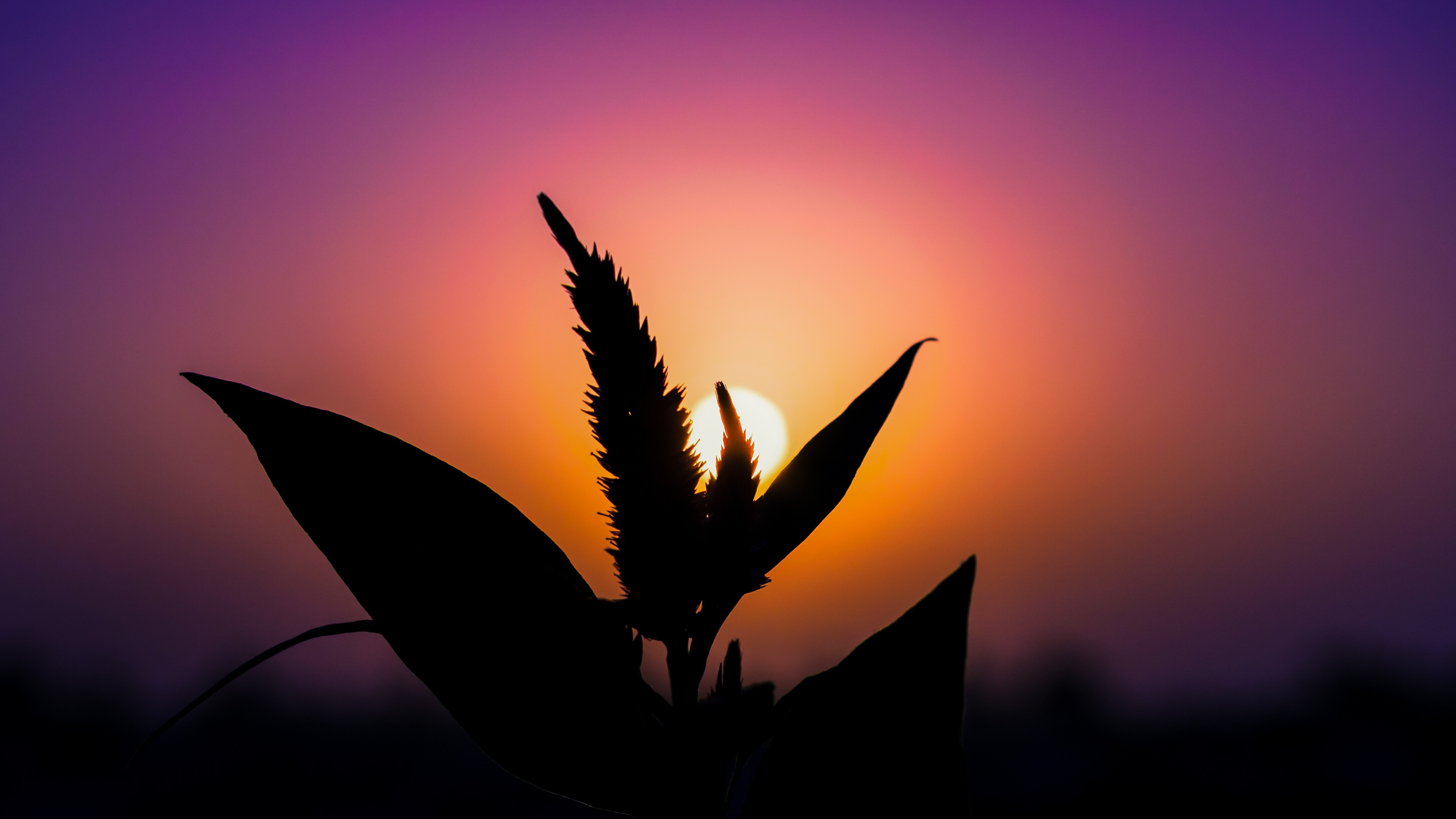 sunset, Silhouette, Plants Wallpaper