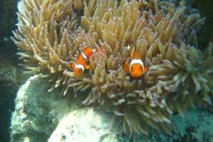 clownfish, Sea