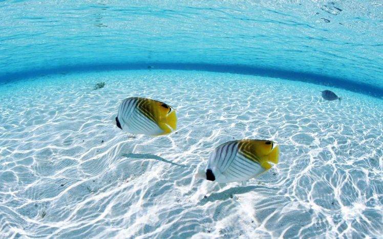 fish, Sea, Underwater HD Wallpaper Desktop Background