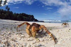 sea, Crabs, Sand, Crustaceans