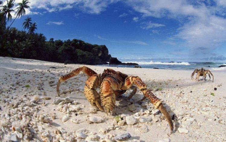 sea, Crabs, Sand, Crustaceans HD Wallpaper Desktop Background