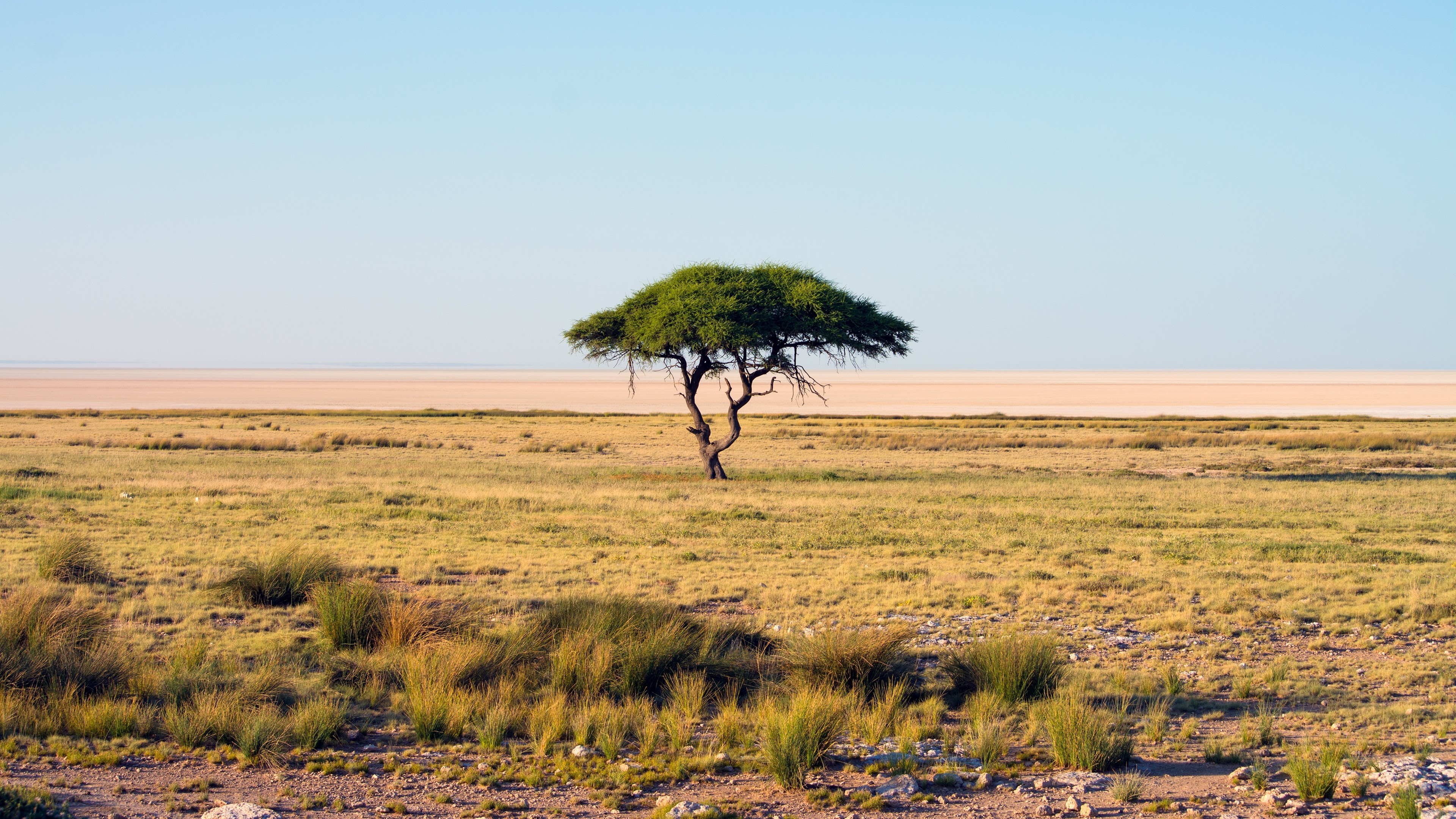 nature, Namibia, Trees, Landscape, Savannah, National park, Africa, Sky Wallpaper