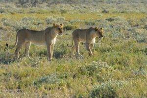 Namibia, Lion, Animals, Landscape, Savannah, Nature, Wildlife, Africa, Big cats