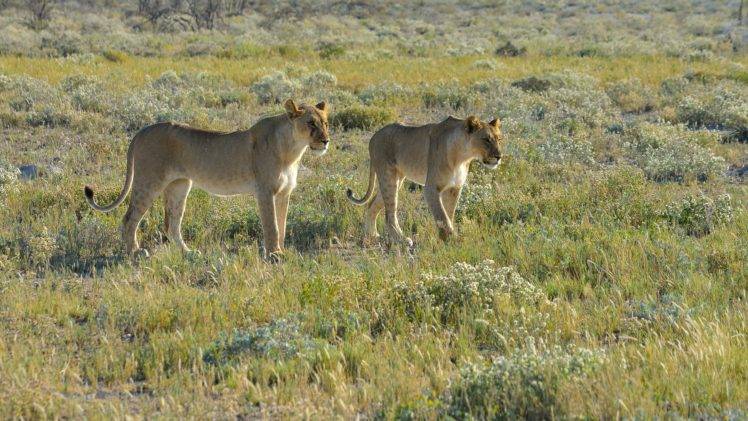 Namibia, Lion, Animals, Landscape, Savannah, Nature, Wildlife, Africa, Big cats HD Wallpaper Desktop Background