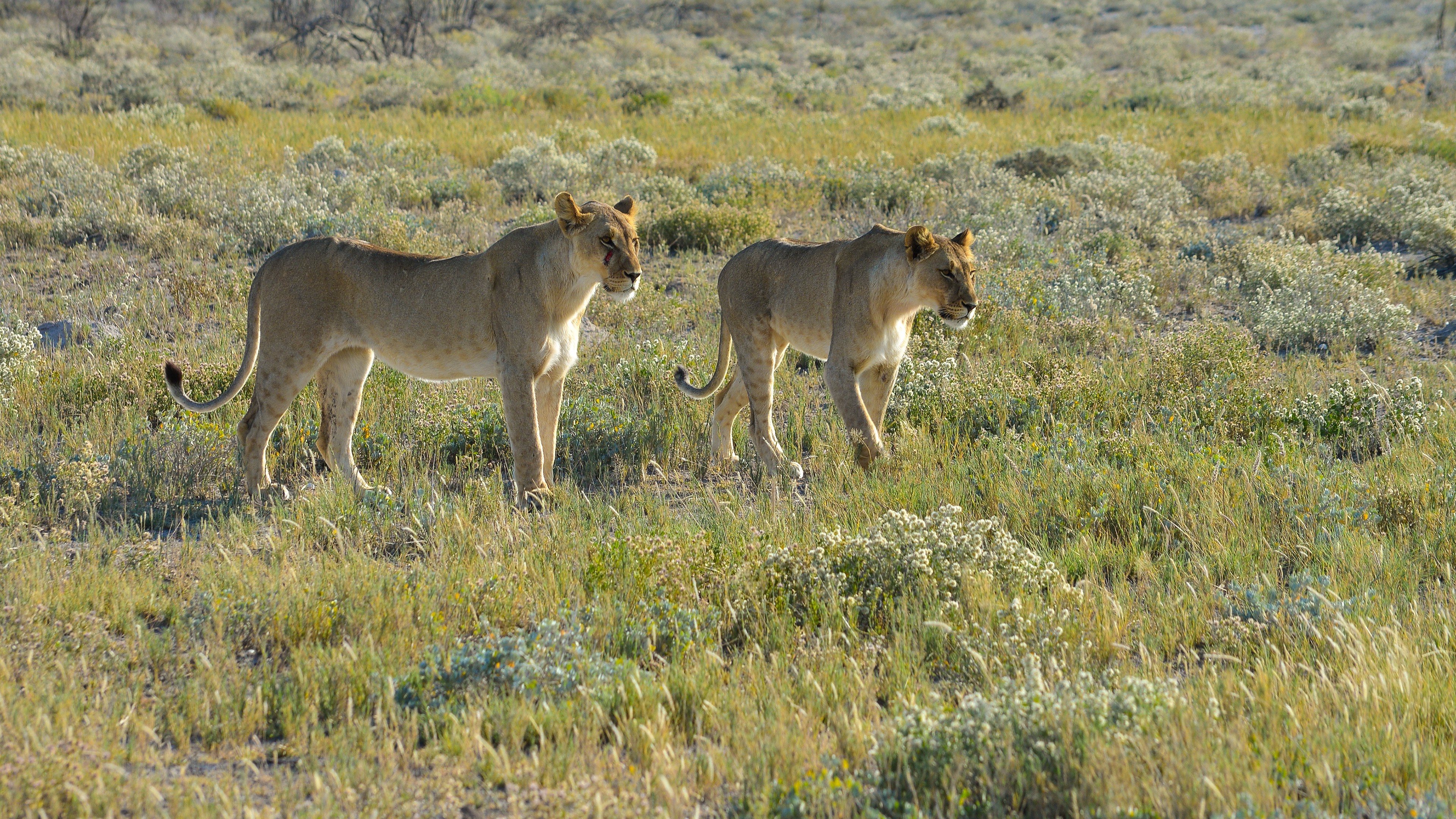 Namibia, Lion, Animals, Landscape, Savannah, Nature, Wildlife, Africa, Big cats Wallpaper
