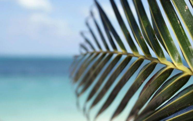 palm trees, Leaves, Blurred, Depth of field, Green, Sea HD Wallpaper Desktop Background
