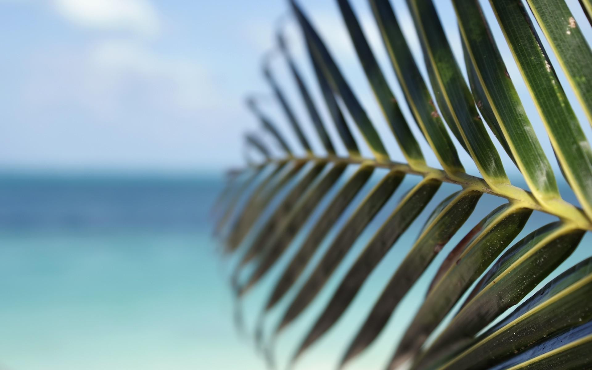 palm trees, Leaves, Blurred, Depth of field, Green, Sea Wallpaper