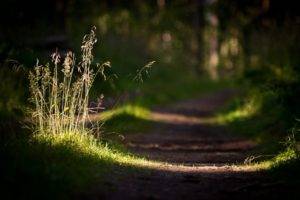 grass, Sunlight, Depth of field, Blurred, Photography