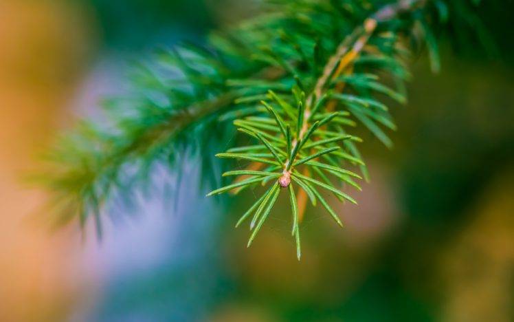 nature, Pine trees, Depth of field, Macro HD Wallpaper Desktop Background