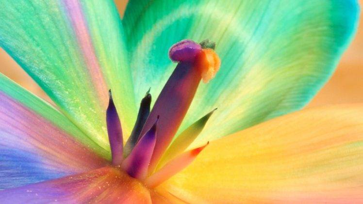 macro, Plants, Colorful, Flowers HD Wallpaper Desktop Background