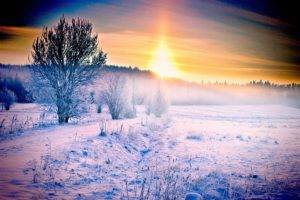 nature, Snow, Sunlight, Winter, Trees
