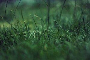 grass, Closeup