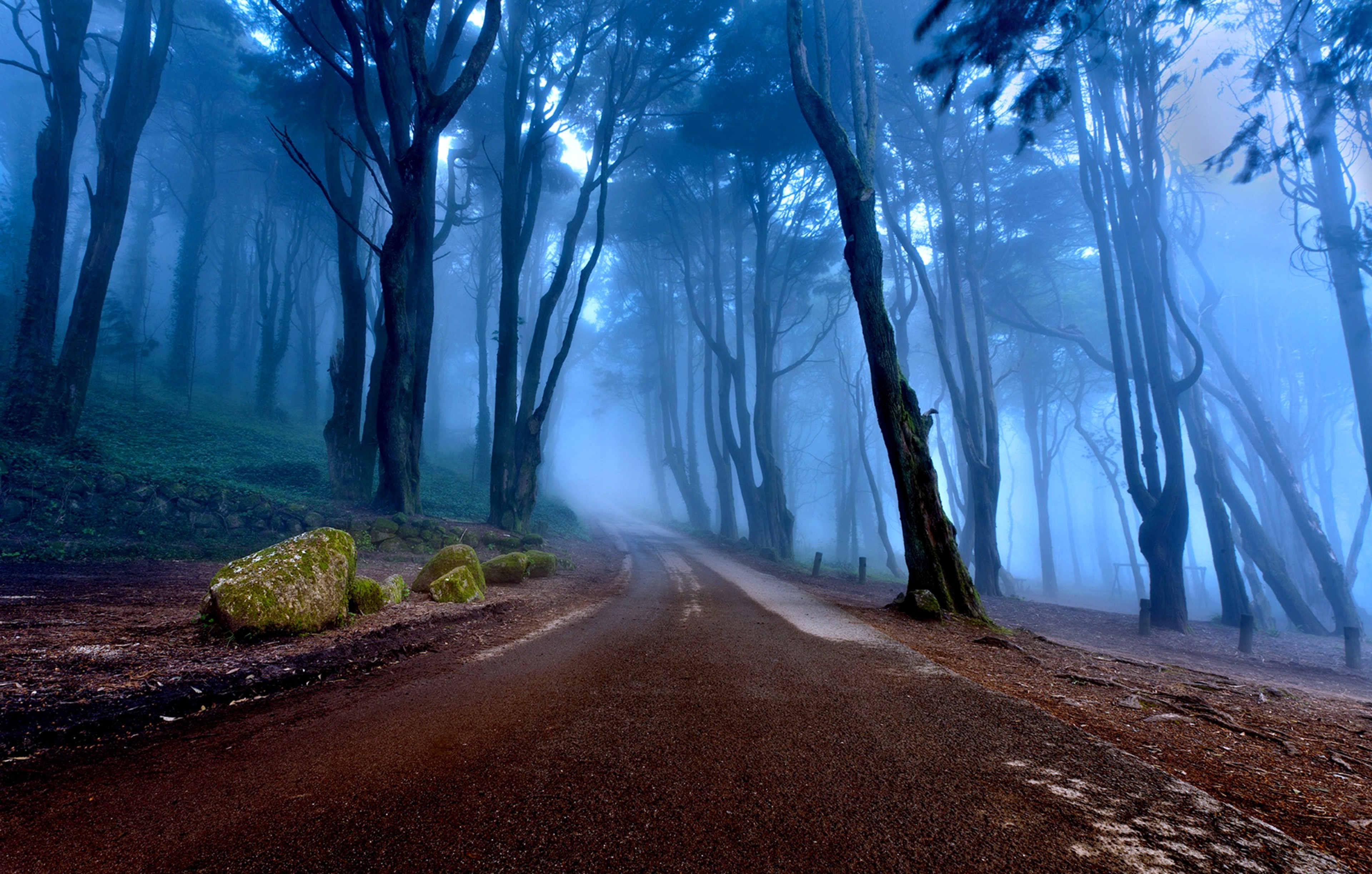 road, Forest, Trees Wallpaper