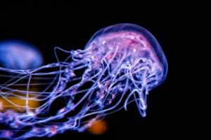 jellyfish, Underwater, Sea, Glowing, Black background, Depth of field