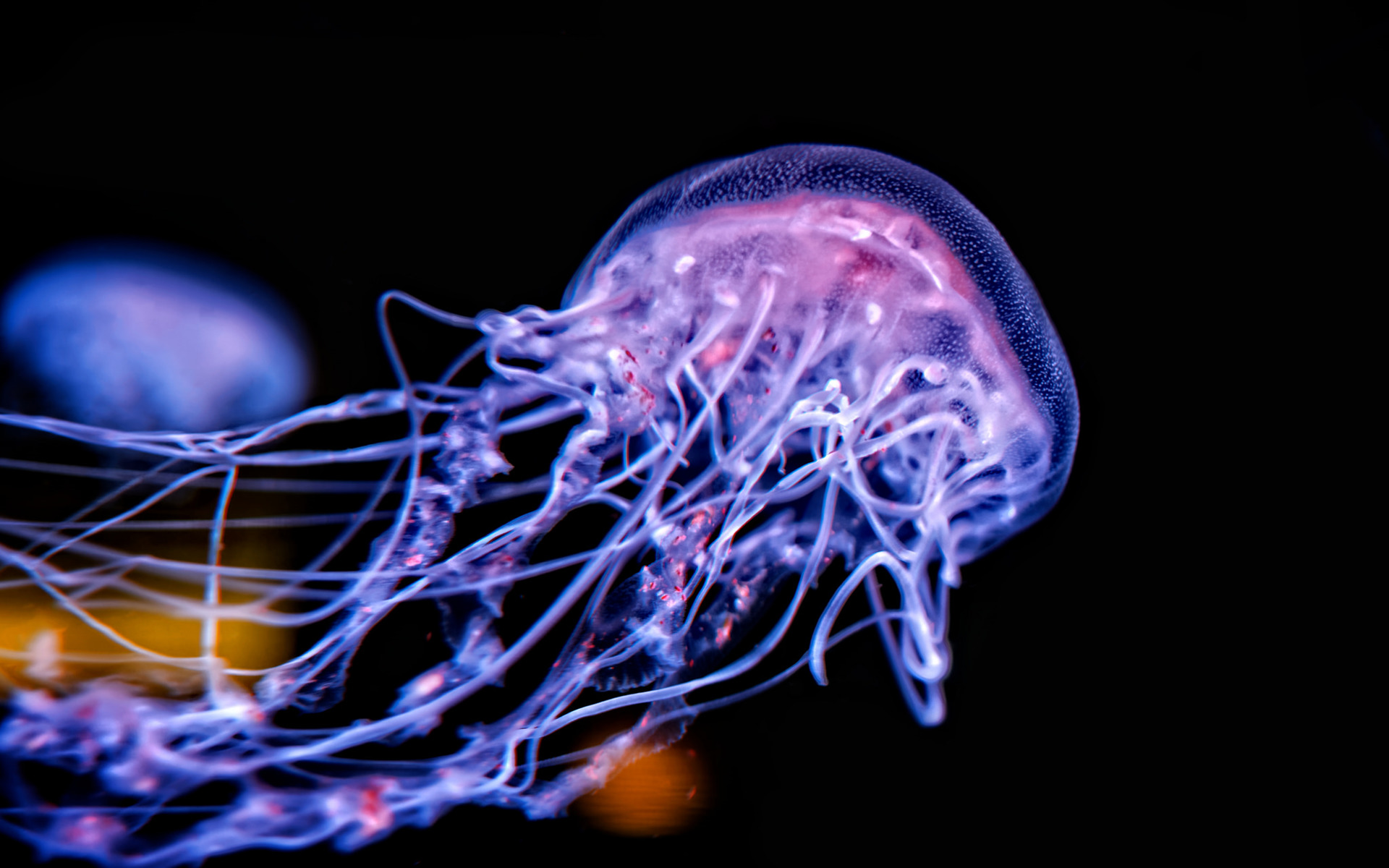 jellyfish, Underwater, Sea, Glowing, Black background, Depth of field Wallpaper