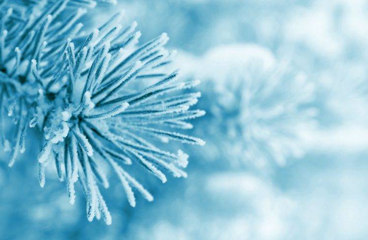 macro, Frost, Trees, Snow, Winter, Bright, Conifer HD Wallpaper Desktop Background