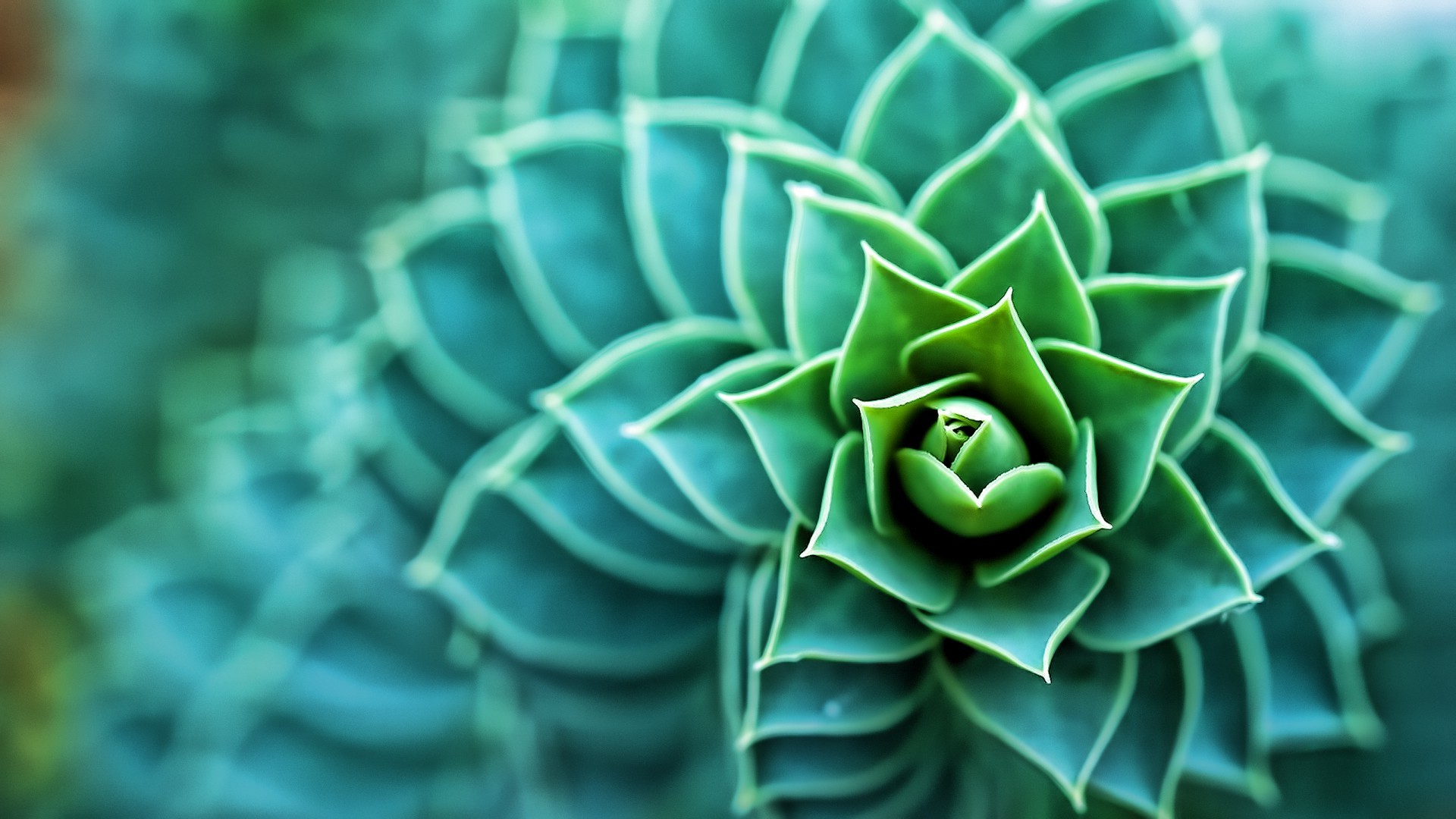 succulent wallpaper for home