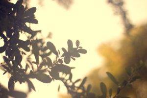leaves, Plants, Sunlight