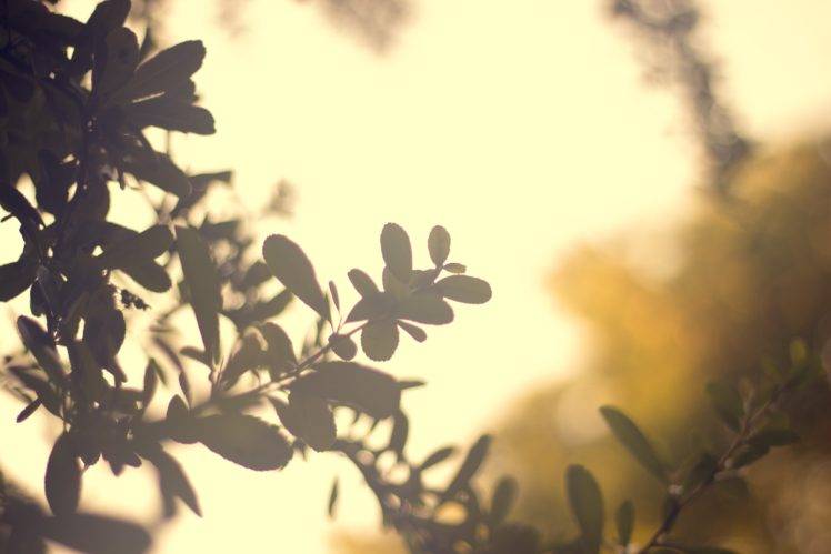 leaves, Plants, Sunlight HD Wallpaper Desktop Background