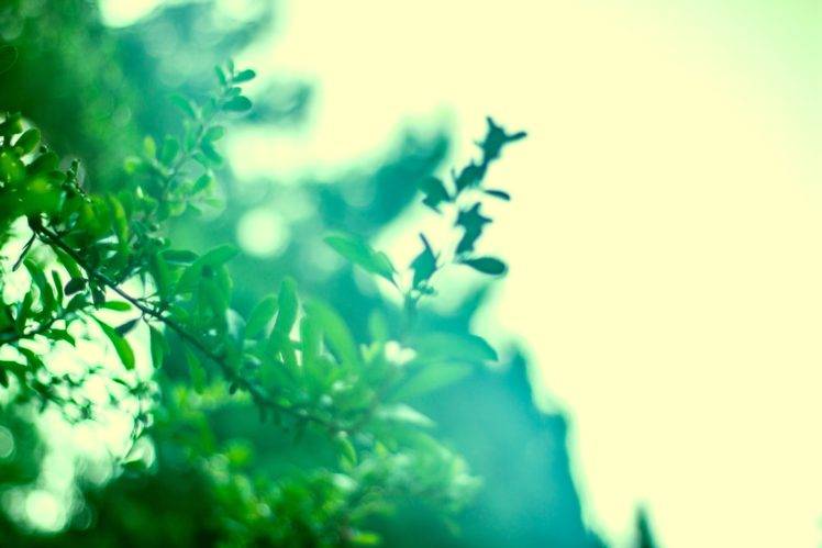 plants, Green, Leaves, Branch HD Wallpaper Desktop Background